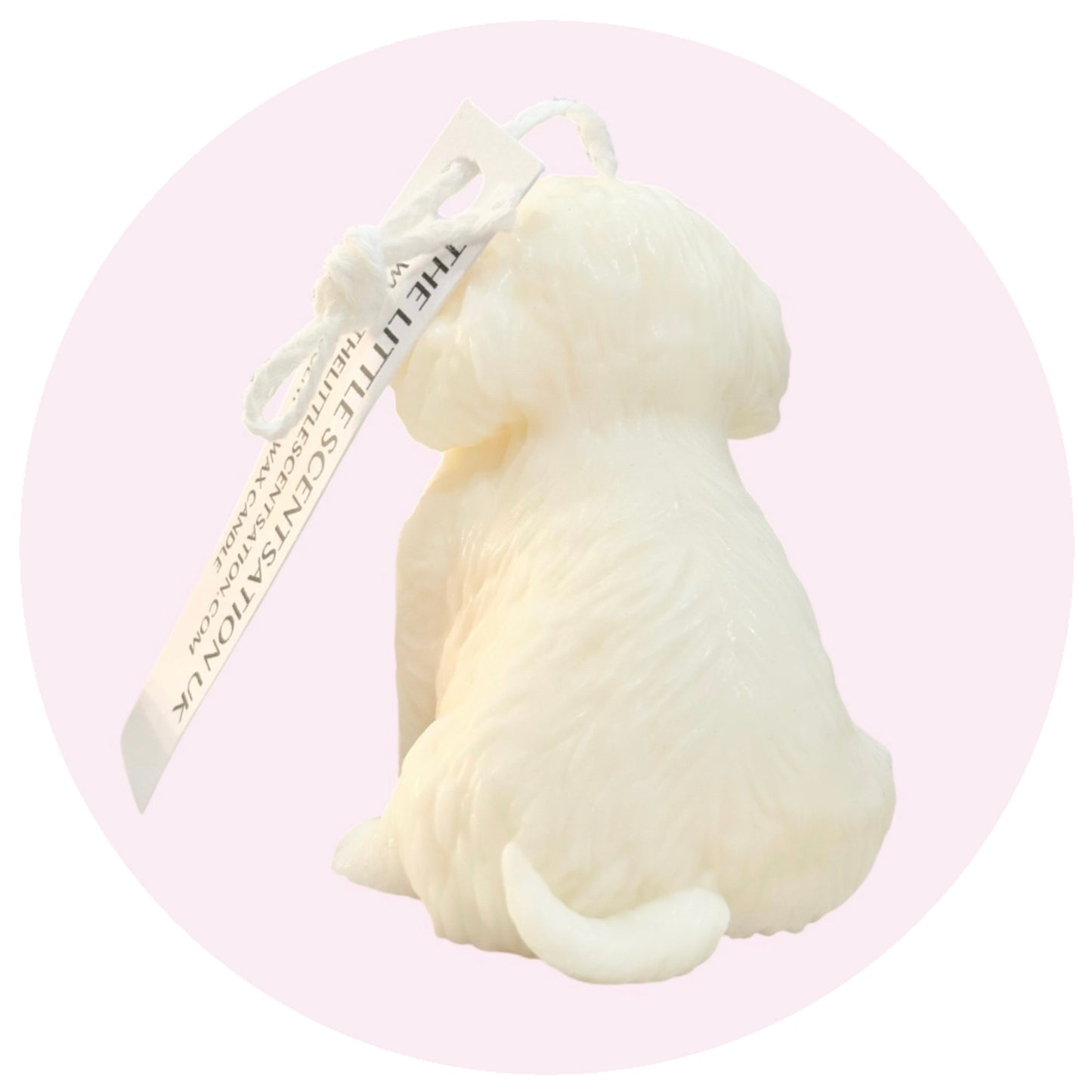 Small puppy dog